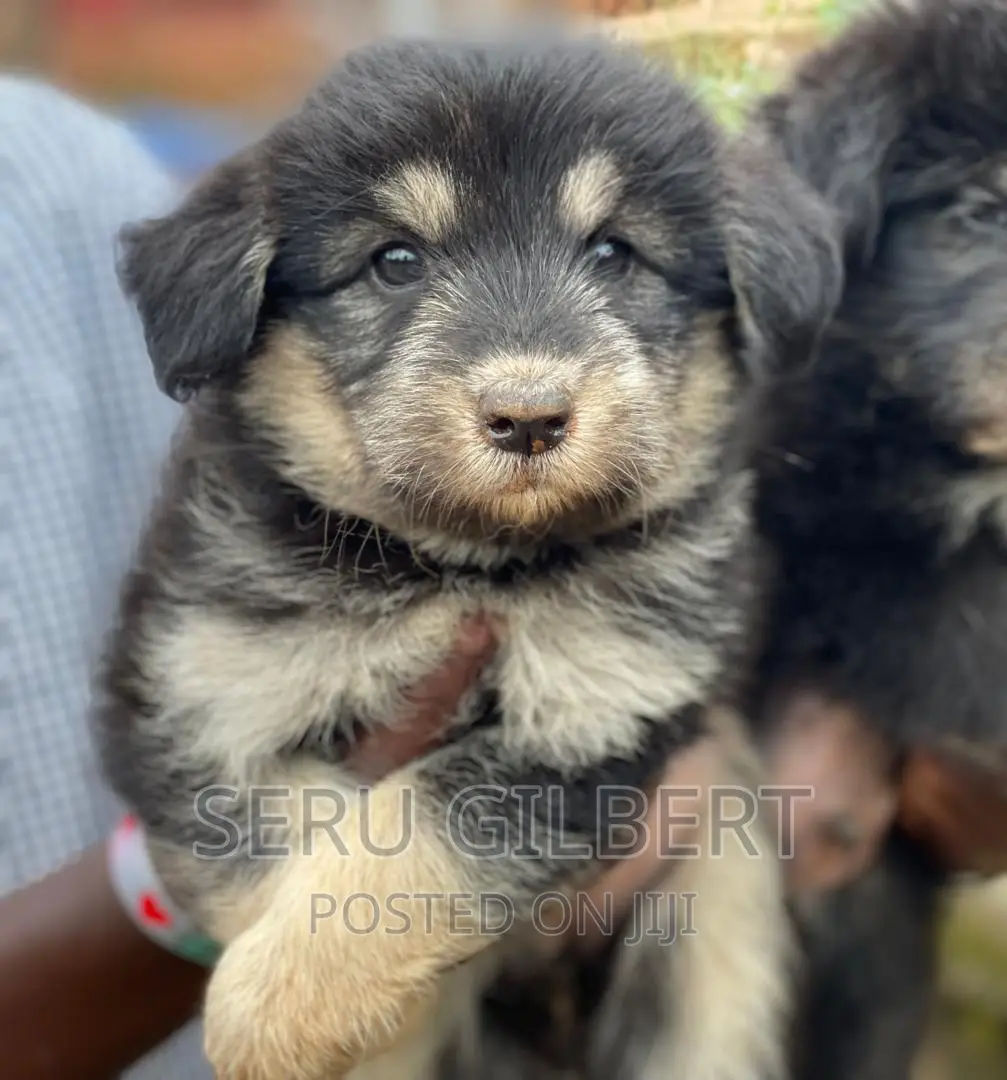 1-3 months Male Purebred German Shepherd