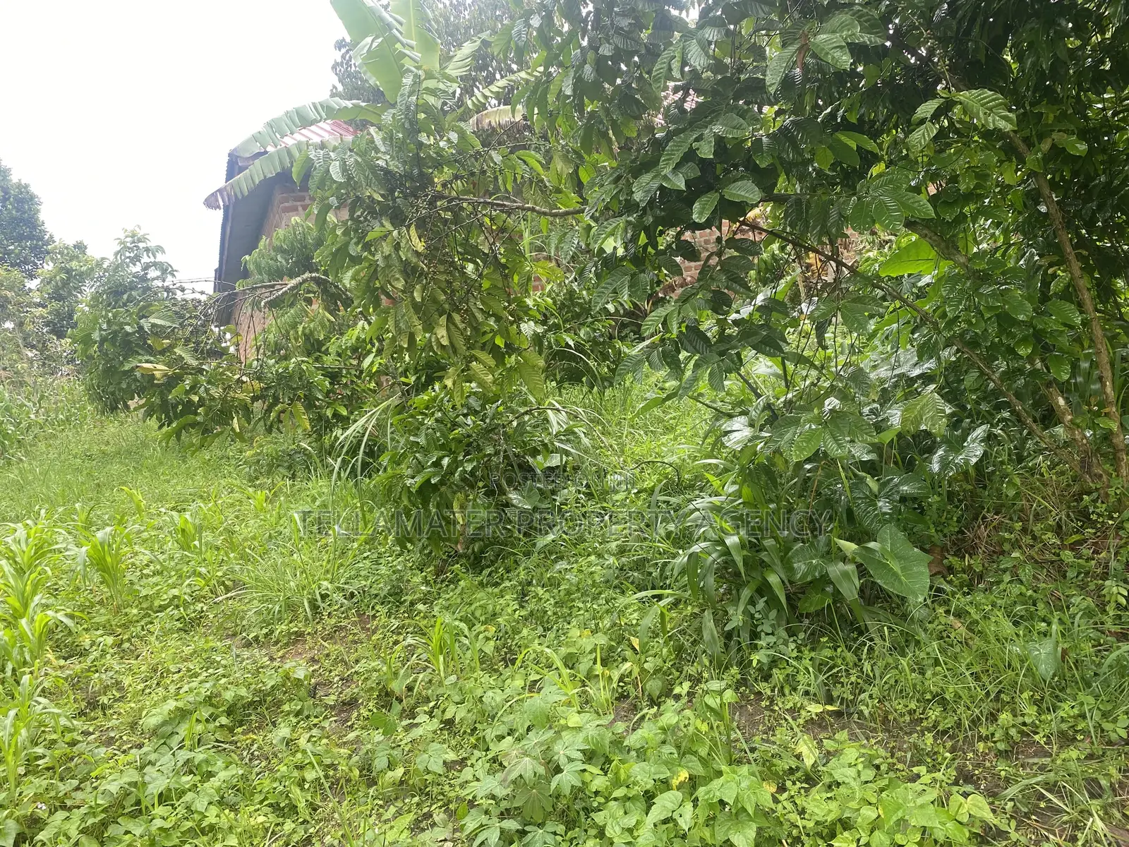 Plot With Rooms/Hostels for Sale at Ku Main Branch Luweero