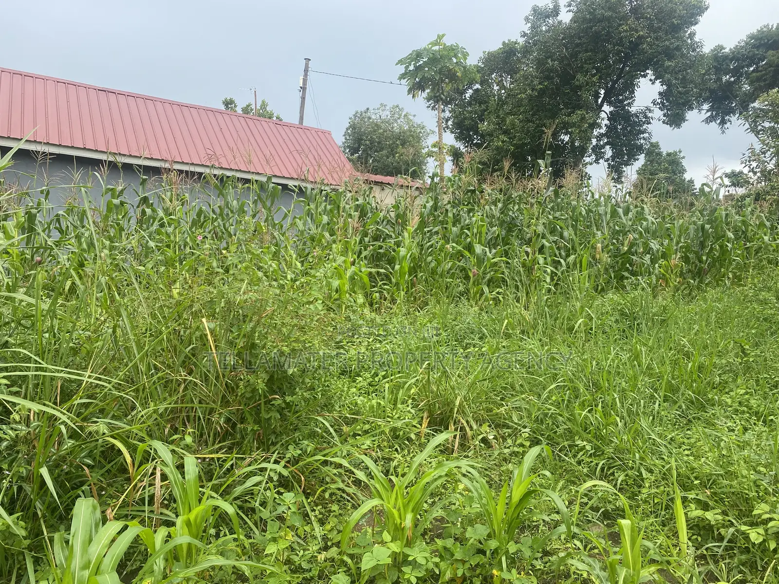 Plot With Rooms/Hostels for Sale at Ku Main Branch Luweero