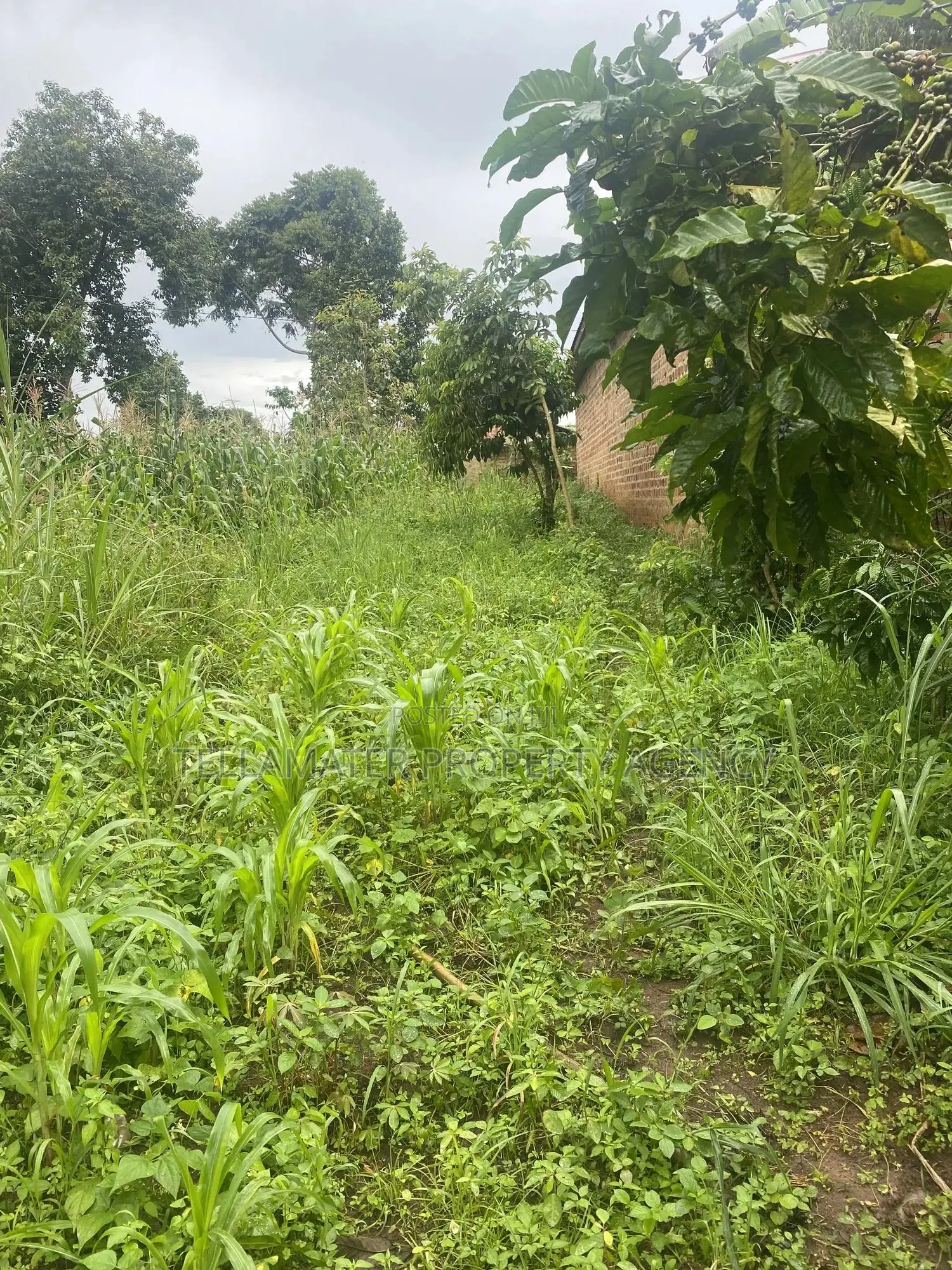 Plot With Rooms/Hostels for Sale at Ku Main Branch Luweero