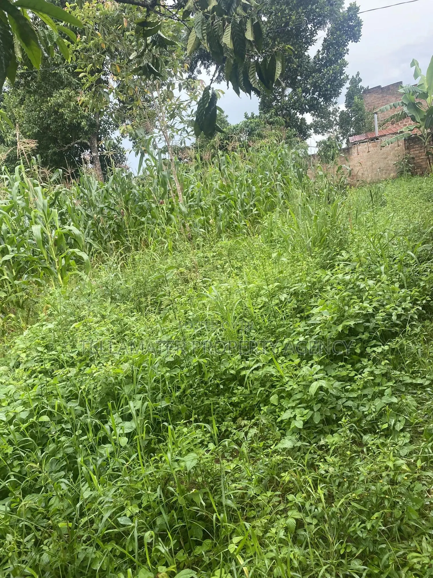 Plot With Rooms/Hostels for Sale at Ku Main Branch Luweero
