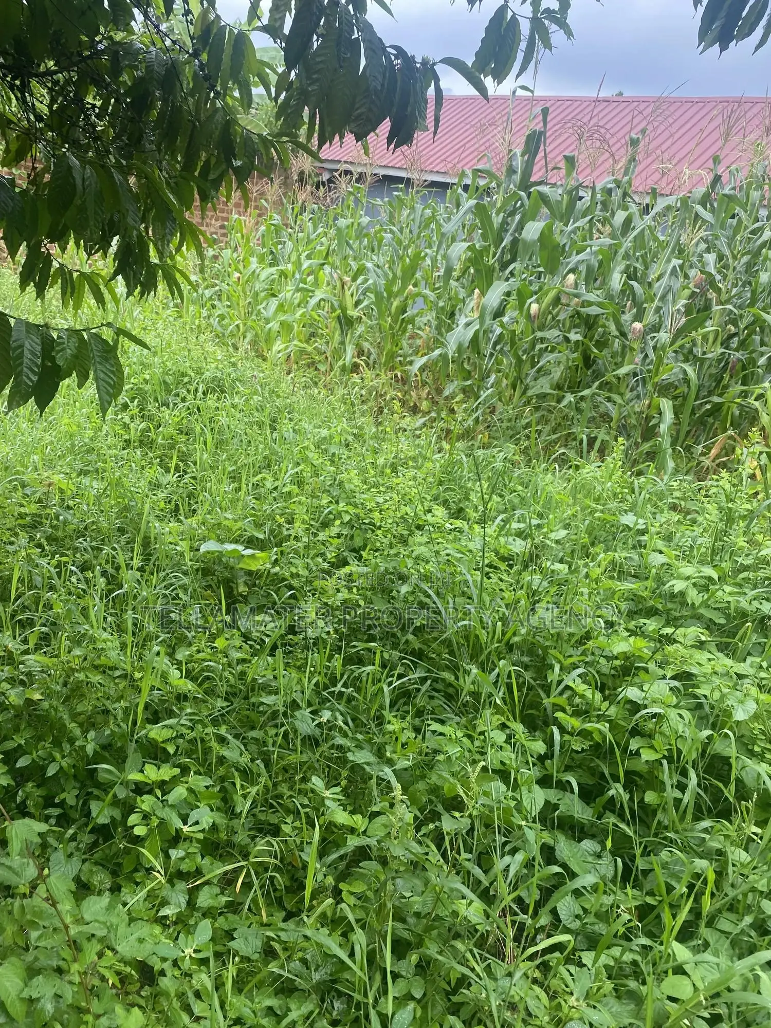 Plot With Rooms/Hostels for Sale at Ku Main Branch Luweero