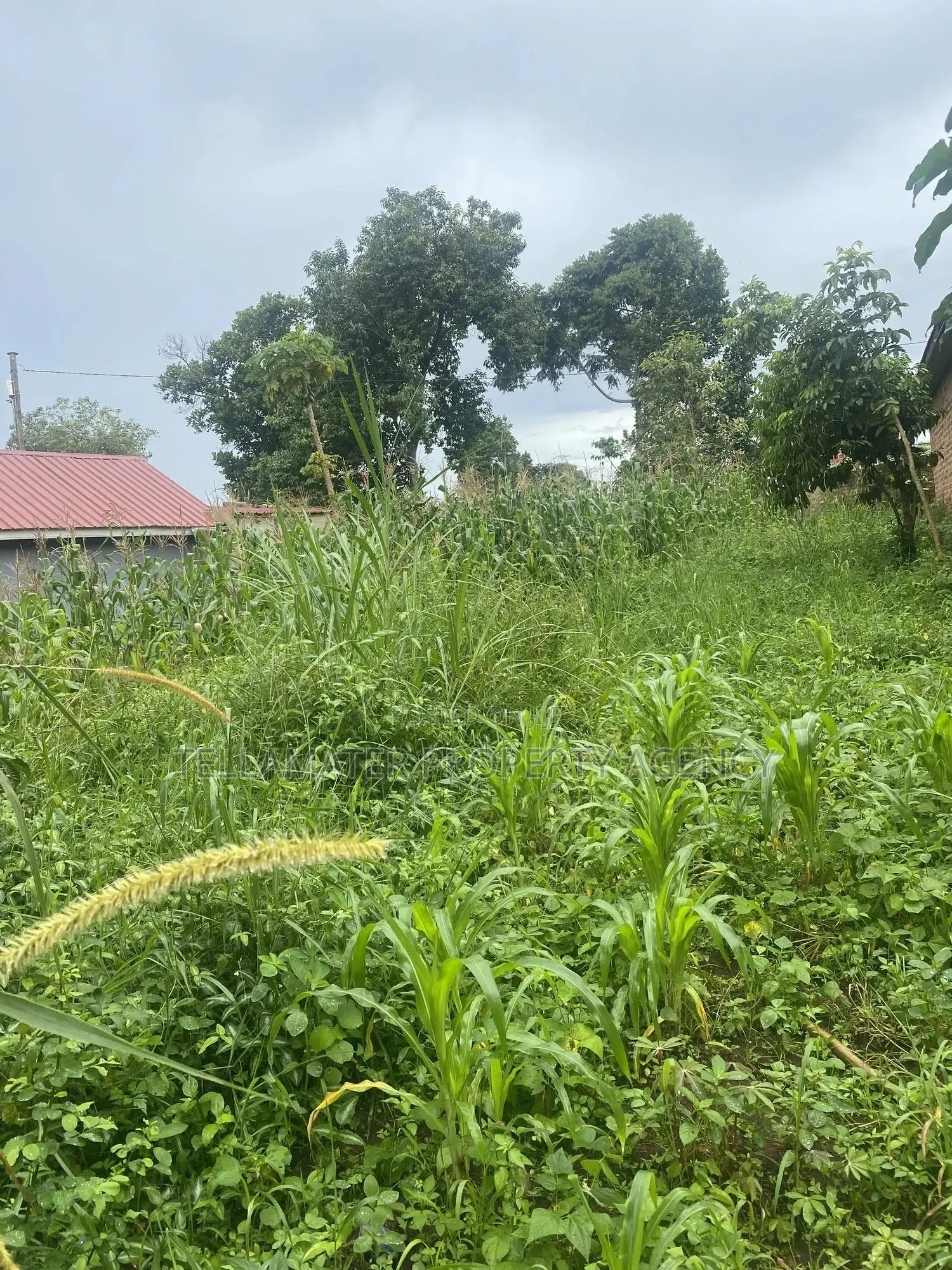 Plot With Rooms/Hostels for Sale at Ku Main Branch Luweero