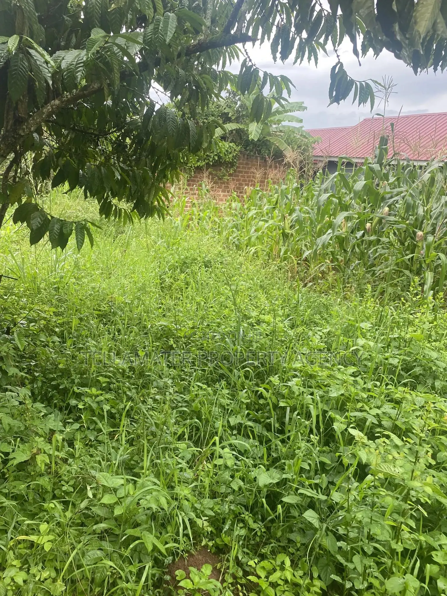 Plot With Rooms/Hostels for Sale at Ku Main Branch Luweero