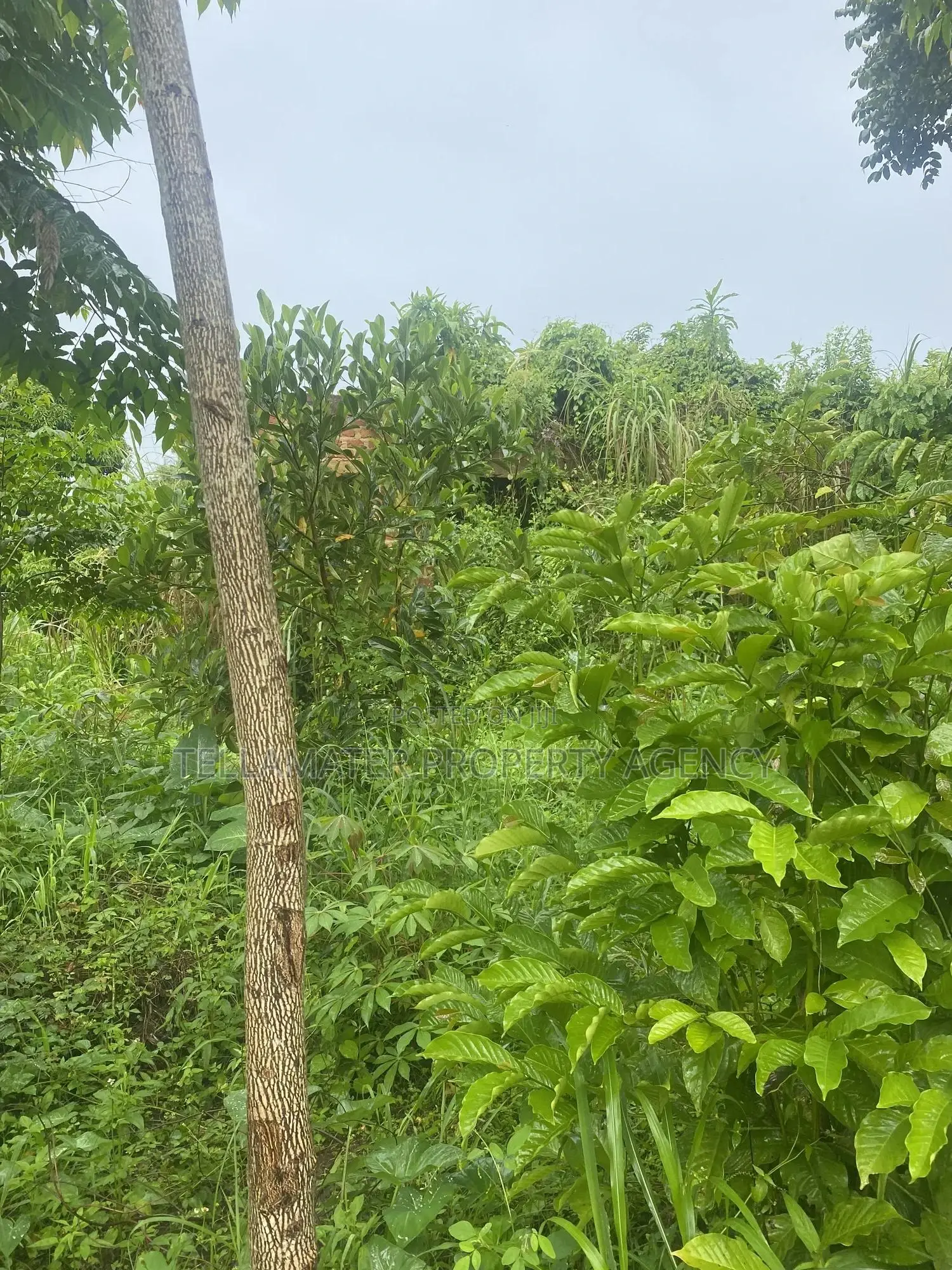Plot With Rooms/Hostels for Sale at Ku Main Branch Luweero