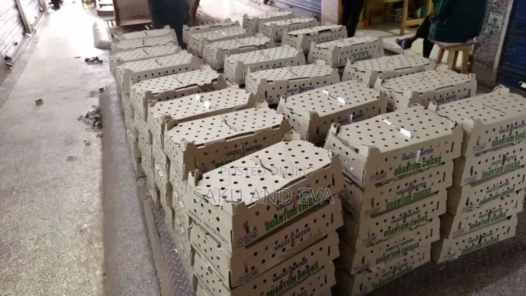 Day Old Broilers Layers, Kroilers on Sale