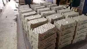 Photo - Day Old Broilers Layers, Kroilers on Sale