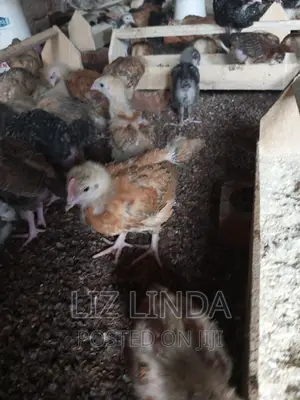 In Large Numbers of One Month.