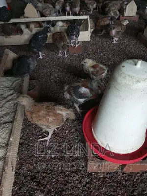 In Large Numbers of One Month.