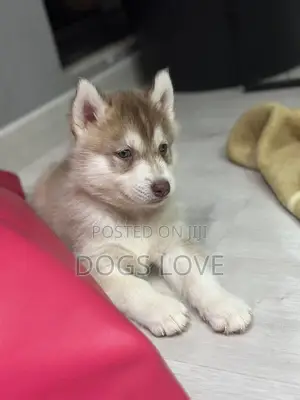 1-3 months Female Purebred Siberian Husky