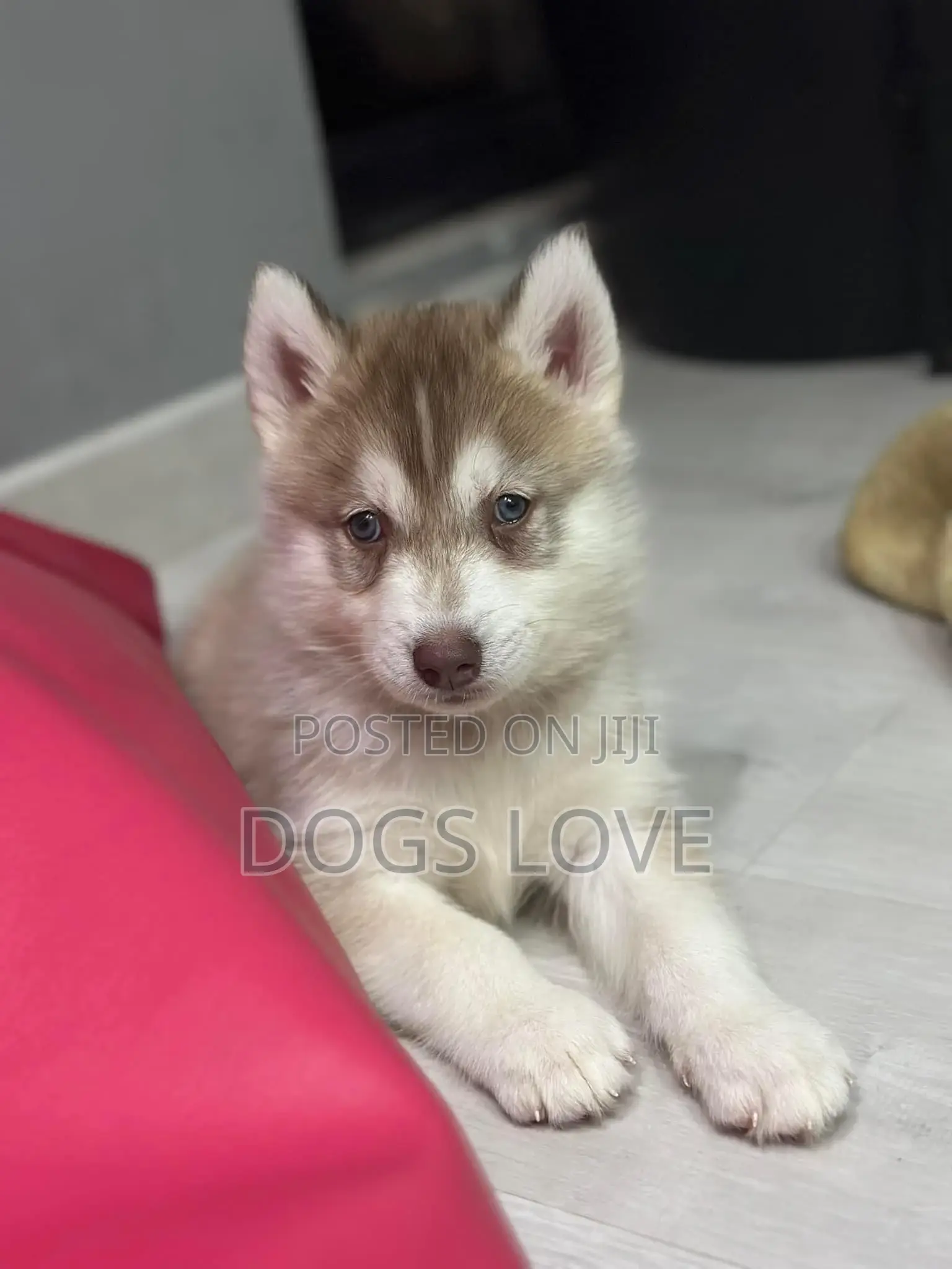 1-3 months Female Purebred Siberian Husky