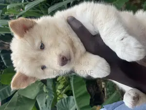 1-3 months Female Purebred Siberian Husky