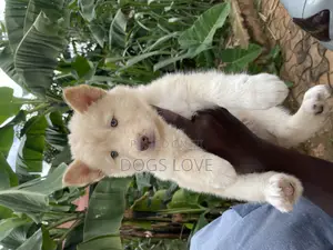 1-3 months Female Purebred Siberian Husky