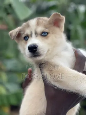 1-3 months Female Purebred Siberian Husky