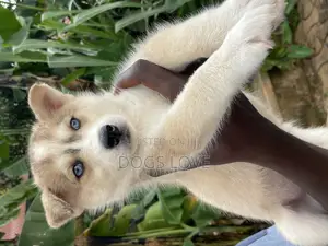 1-3 months Female Purebred Siberian Husky