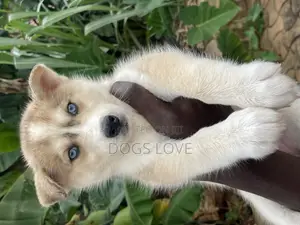 1-3 months Female Purebred Siberian Husky