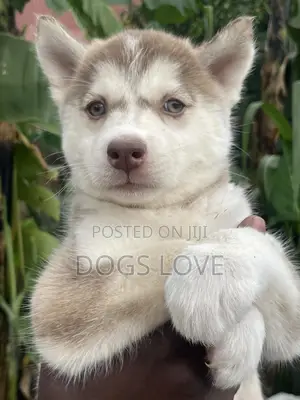 1-3 months Female Purebred Siberian Husky