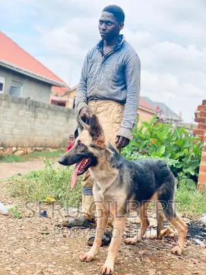 3-6 months Female Purebred German Shepherd