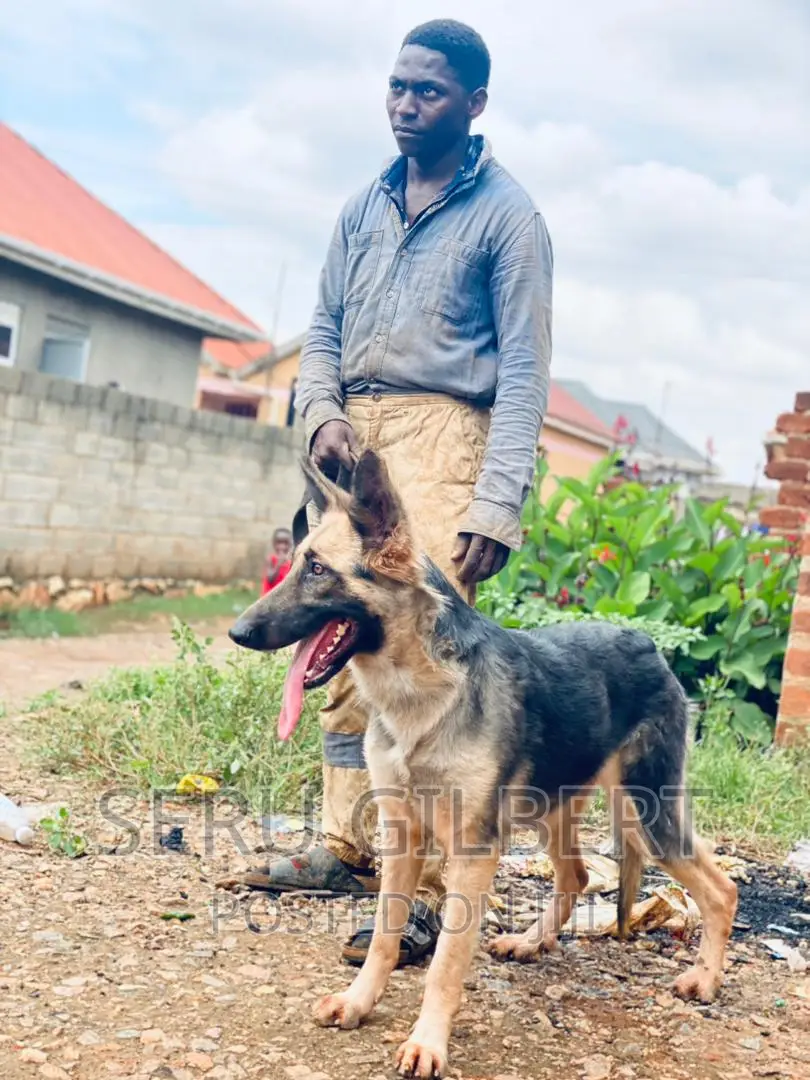3-6 months Female Purebred German Shepherd