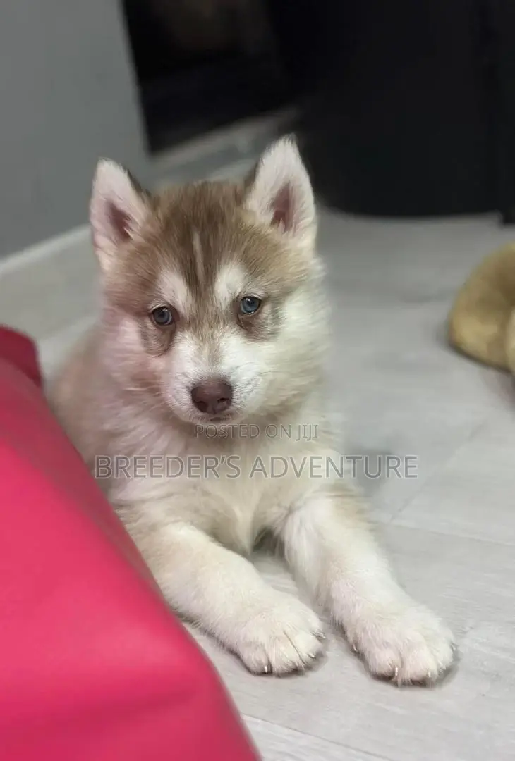 1-3 months Male Purebred Siberian Husky