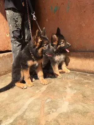 3-6 months Male Purebred German Shepherd