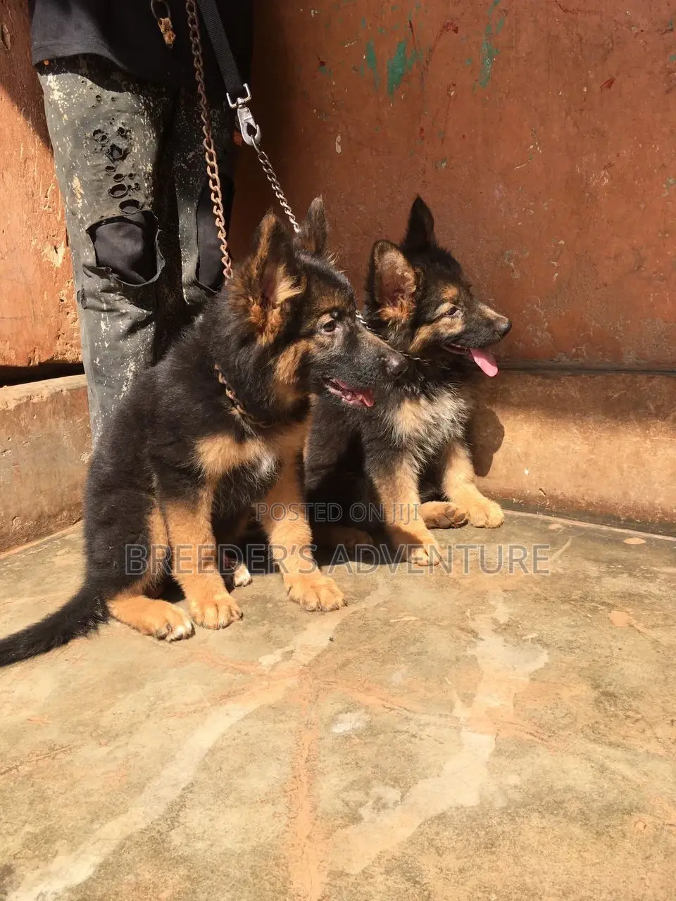 3-6 months Male Purebred German Shepherd