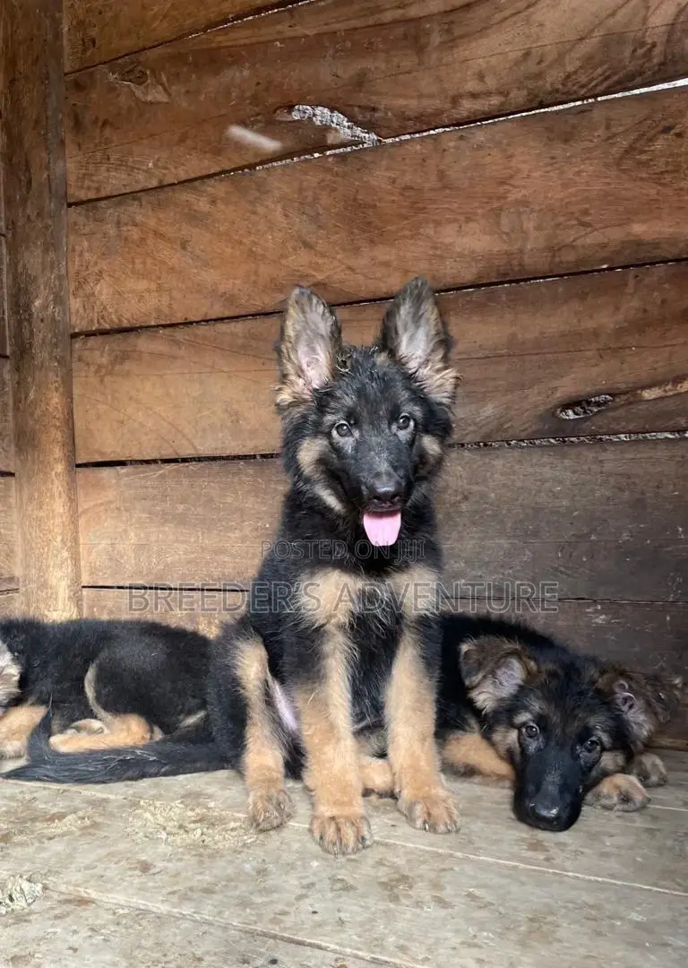 3-6 months Male Purebred German Shepherd