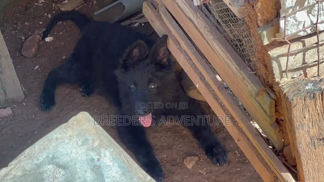 1-3 months Female Purebred German Shepherd
