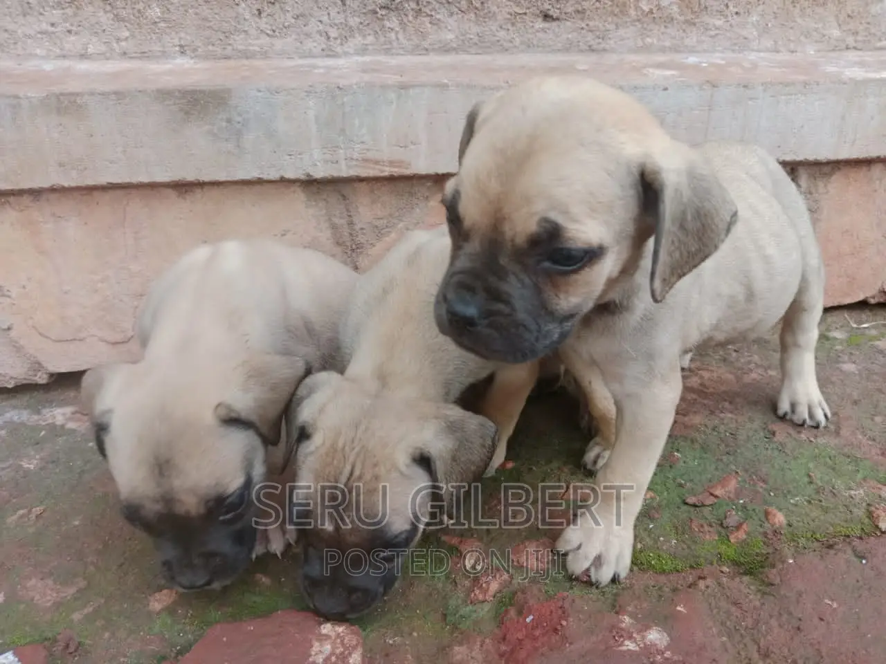 3-6 months Male Purebred Boerboel