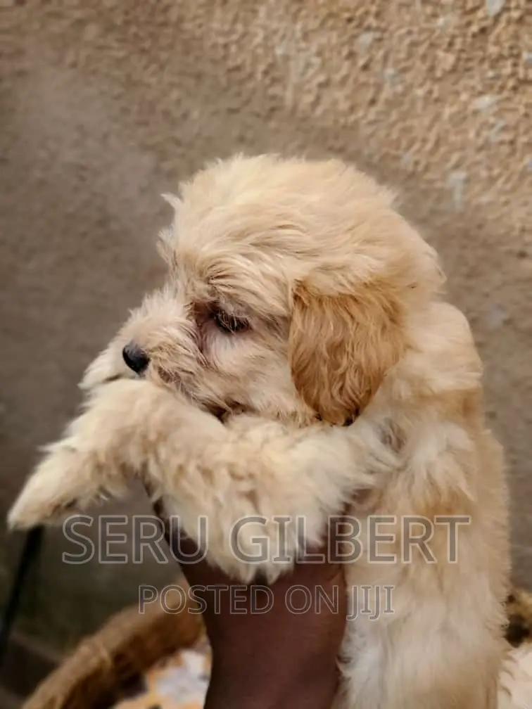 3-6 months Male Purebred Maltese