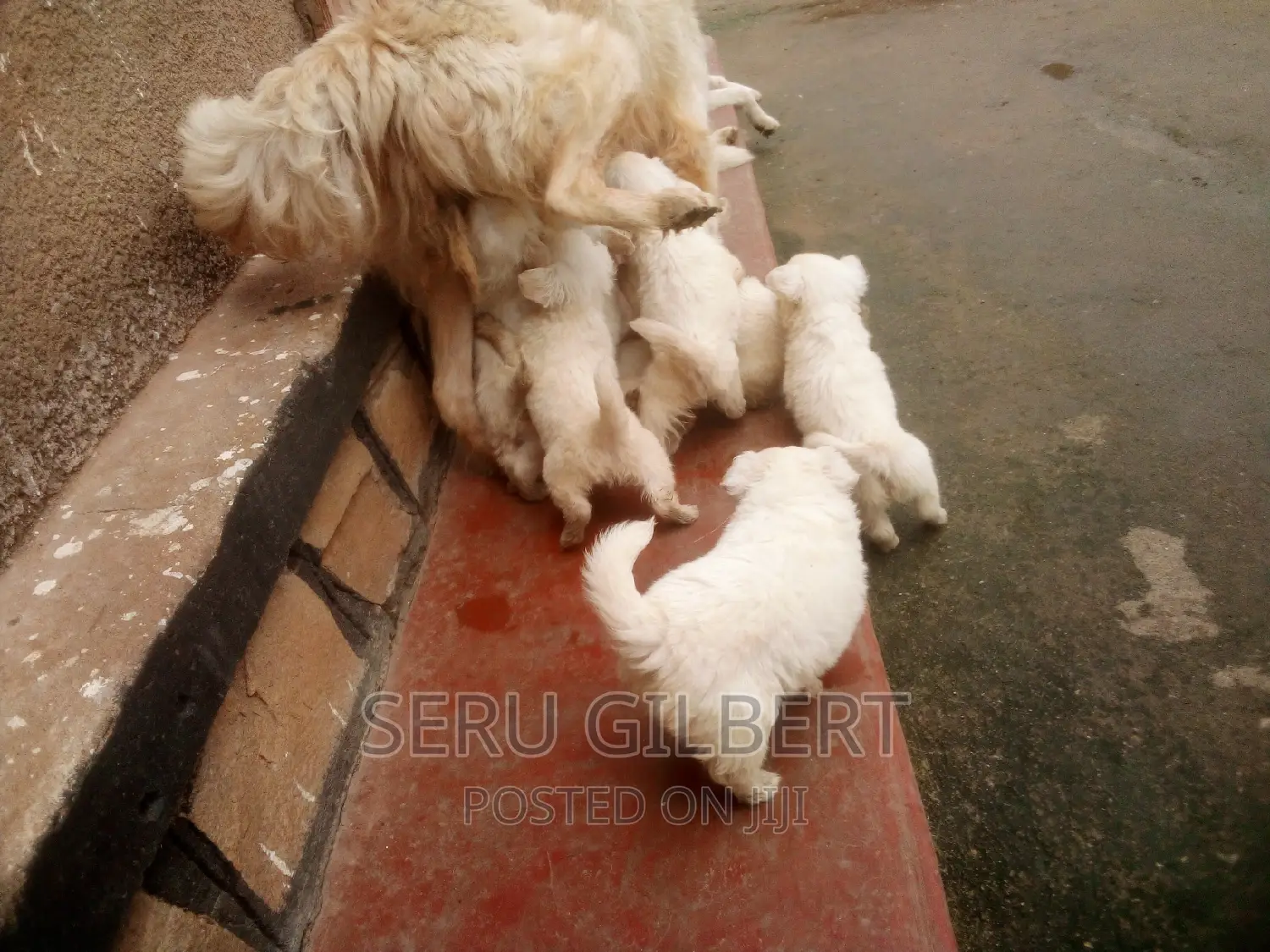 1-3 months Male Purebred Japanese Spitz