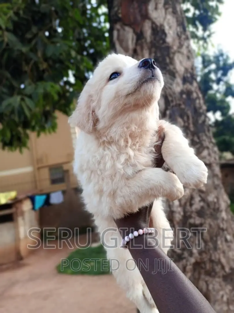 1-3 months Male Purebred Japanese Spitz