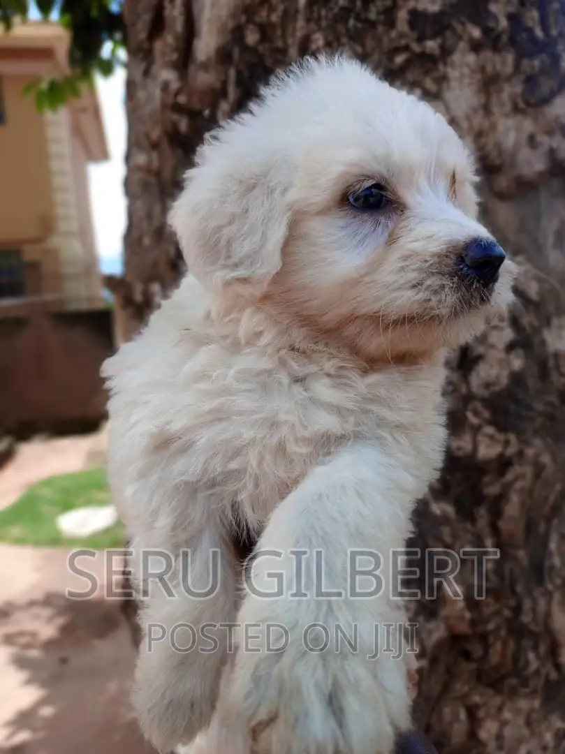 3-6 months Male Purebred Maltese