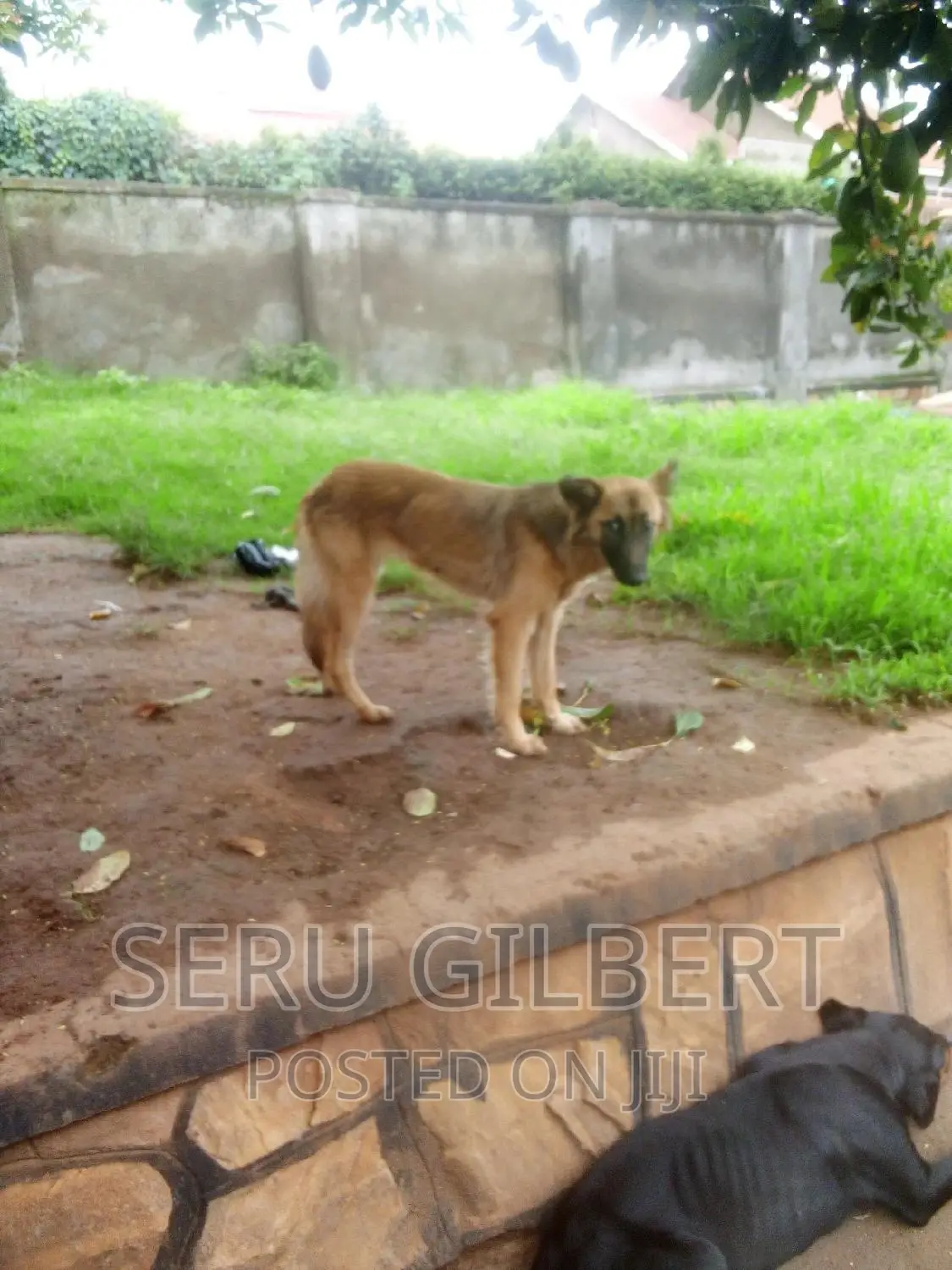1-3 months Female Purebred German Shepherd