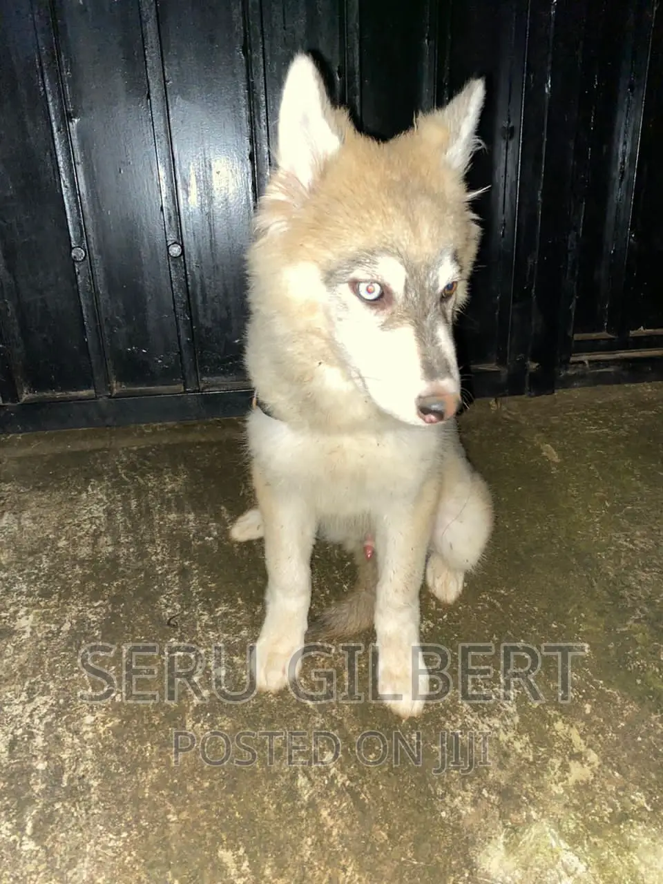 1-3 months Male Purebred Siberian Husky