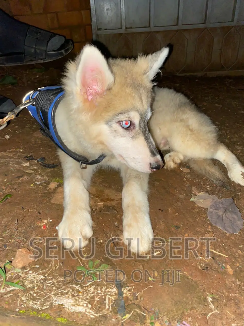 3-6 months Male Purebred Siberian Husky