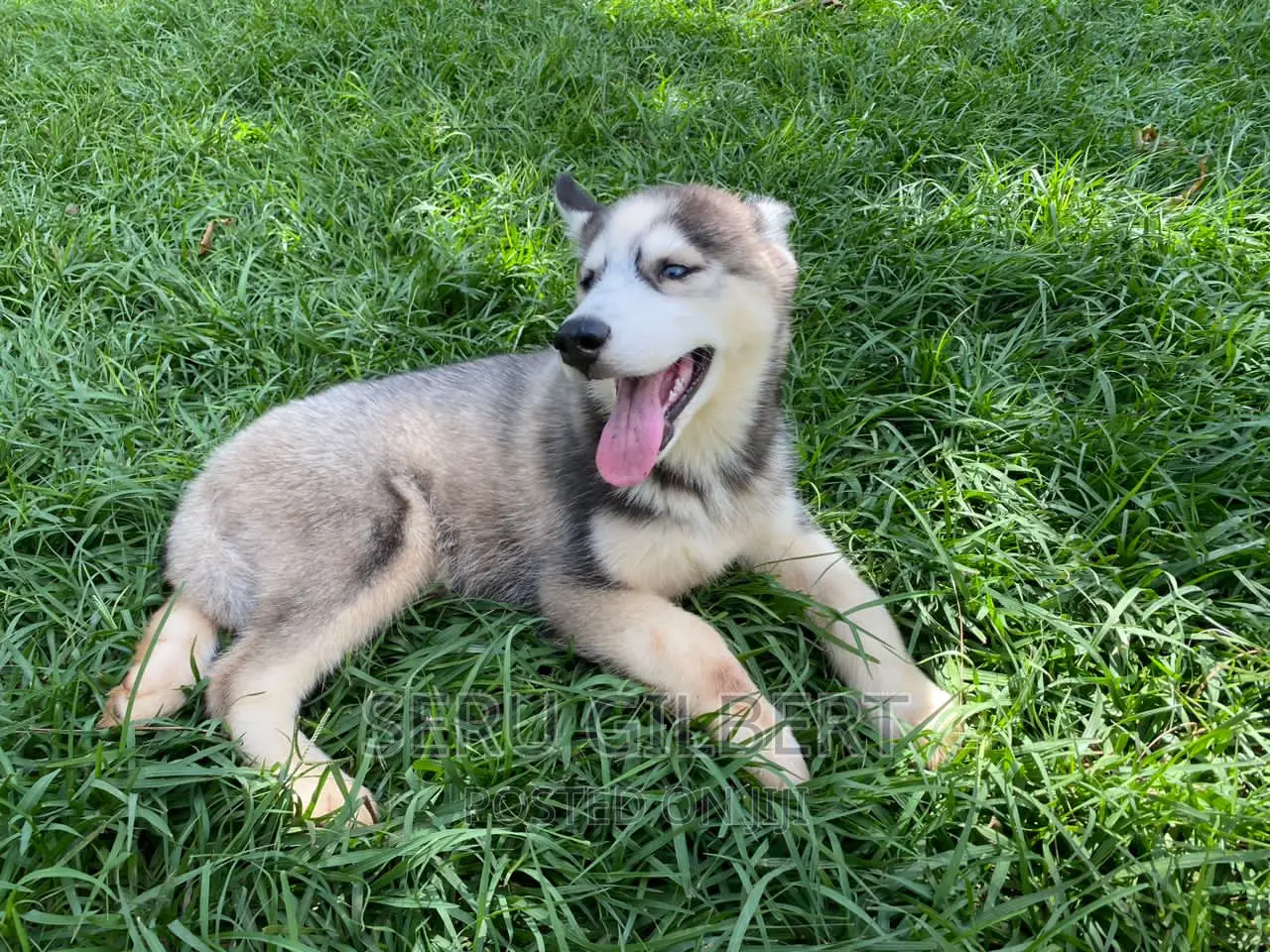 1-3 months Male Purebred Siberian Husky