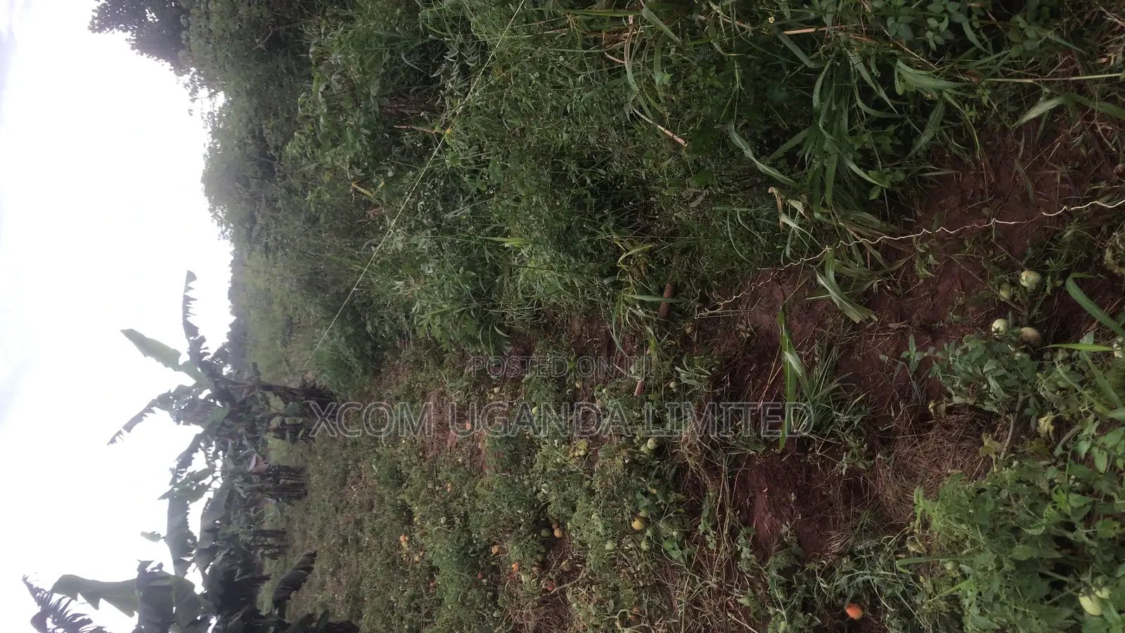 Commercial Land