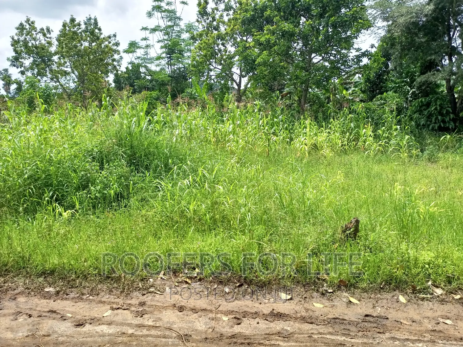 50*100 Plot for Sale