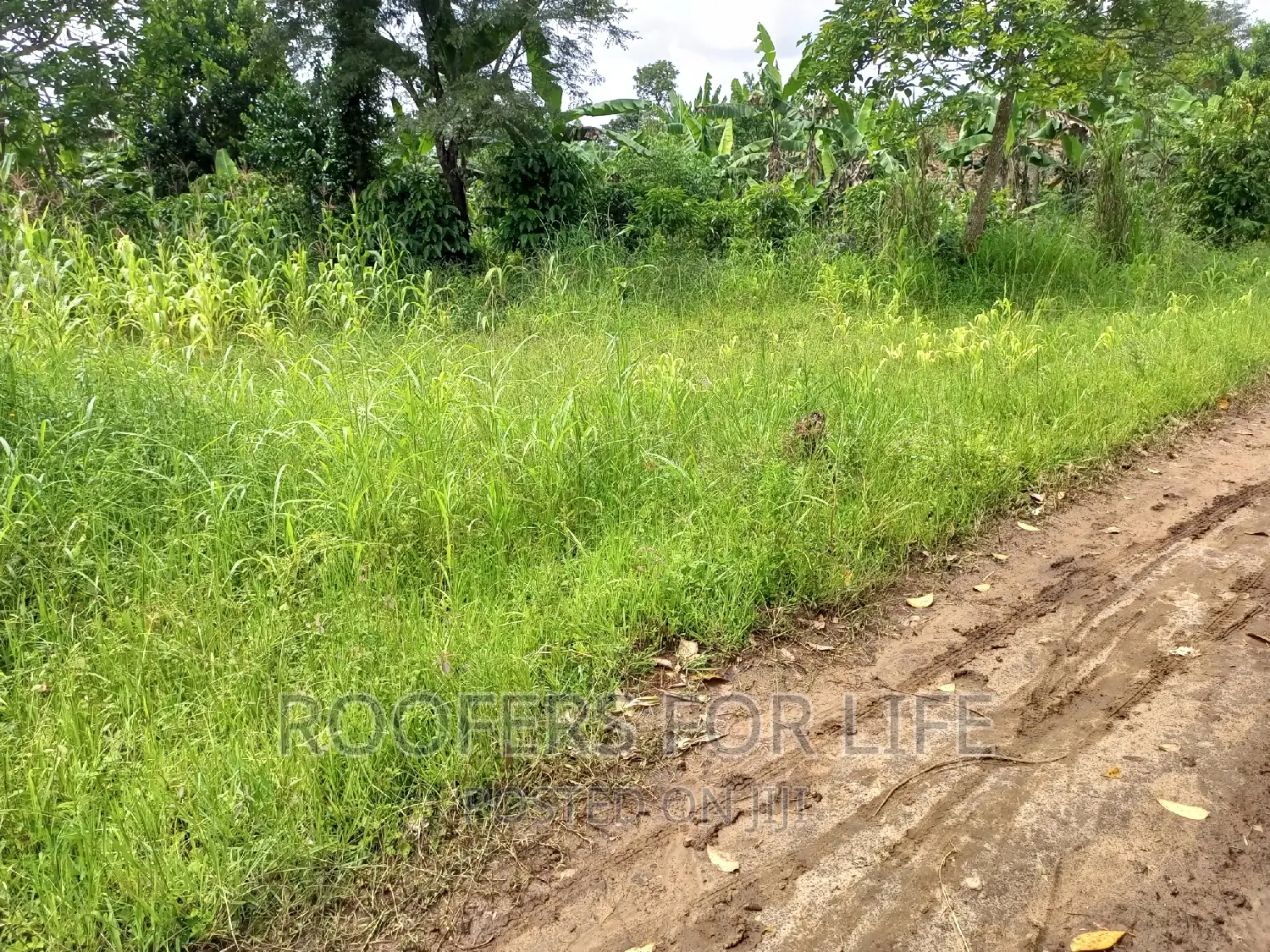 50*100 Plot for Sale