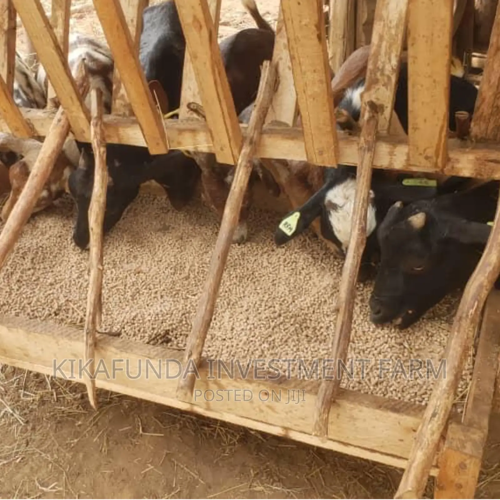 Goats Pellets