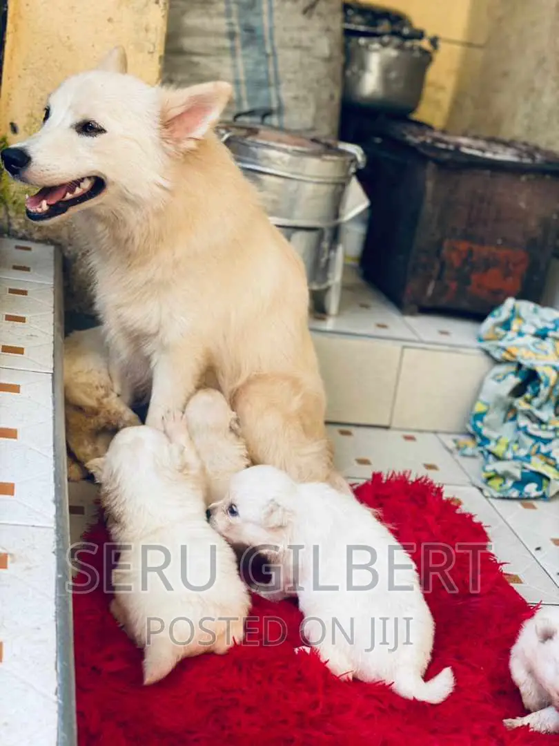 1-3 months Male Purebred Japanese Spitz