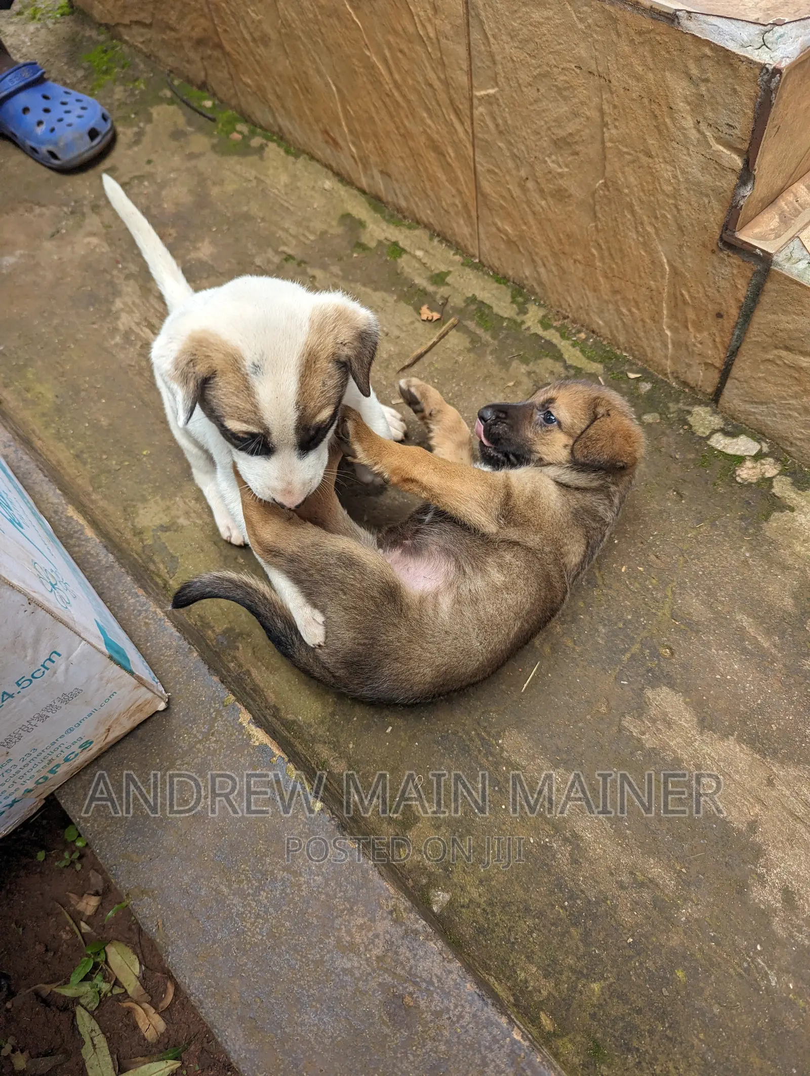1-3 months Male Mixed Breed German Shepherd