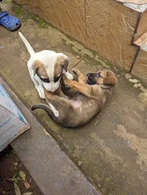 1-3 months Male Mixed Breed German Shepherd