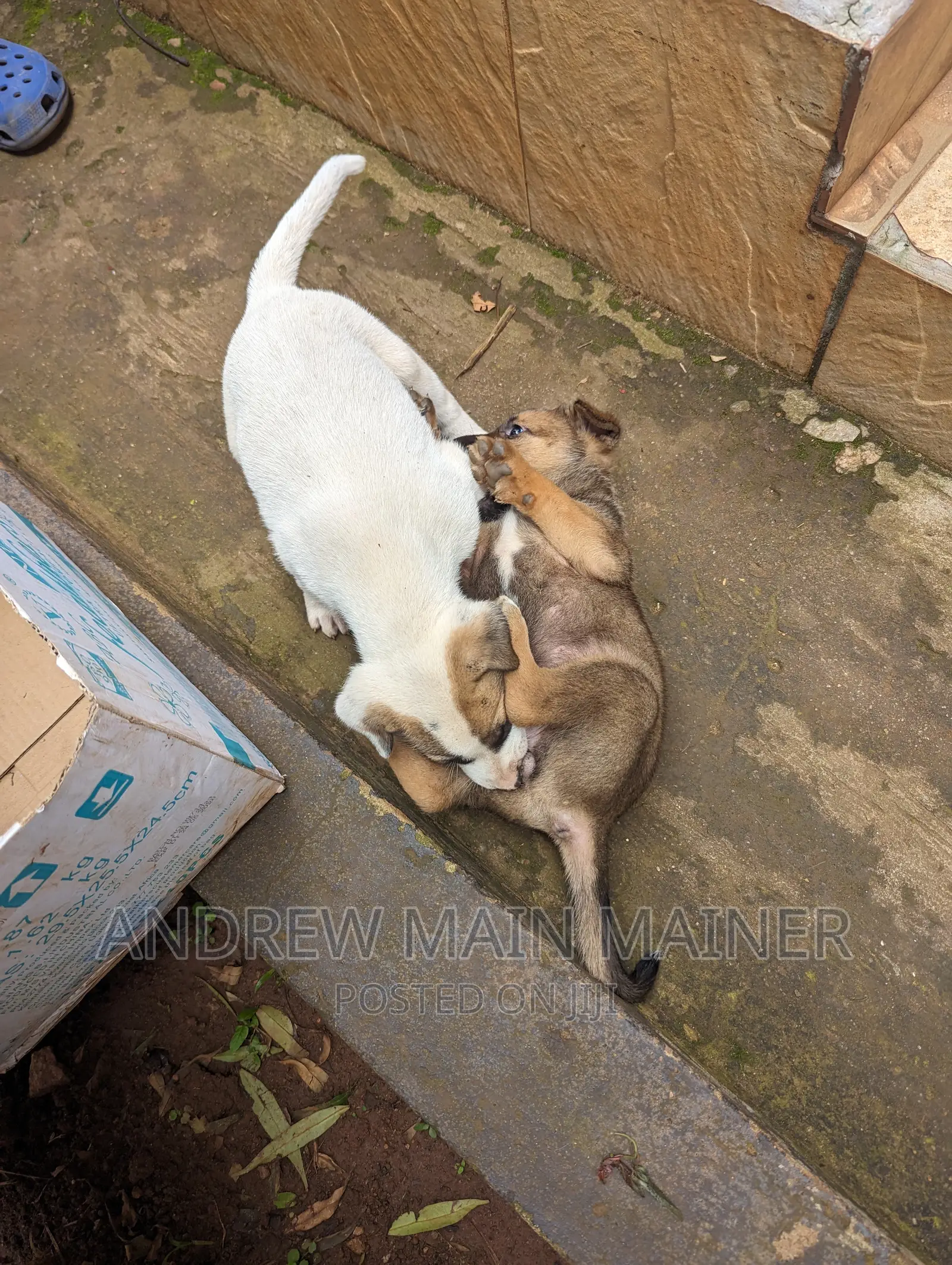1-3 months Male Mixed Breed German Shepherd