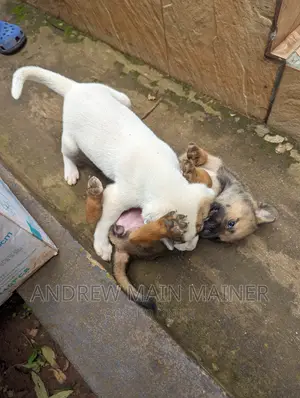 1-3 months Male Mixed Breed German Shepherd