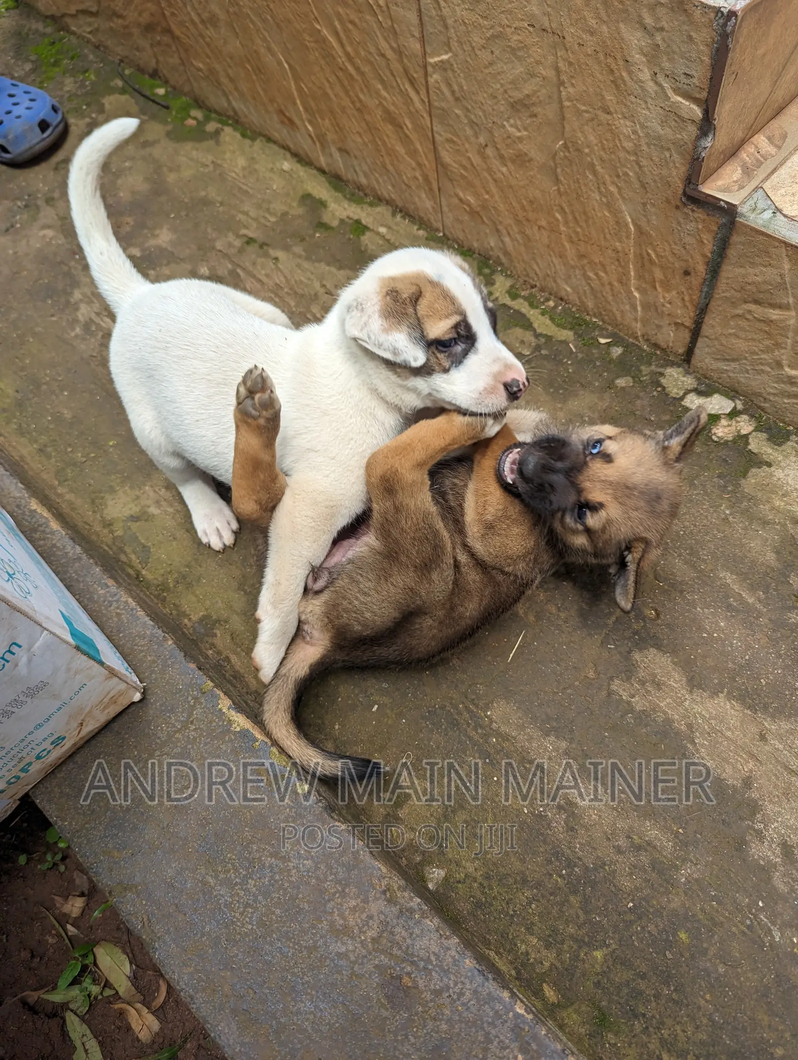 1-3 months Male Mixed Breed German Shepherd