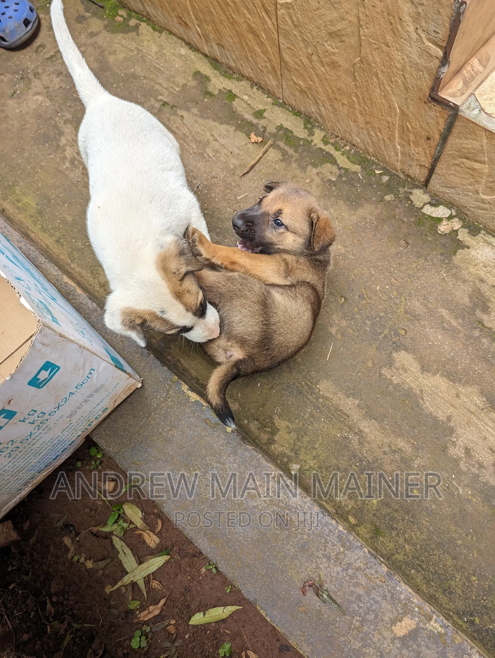 1-3 months Male Mixed Breed German Shepherd