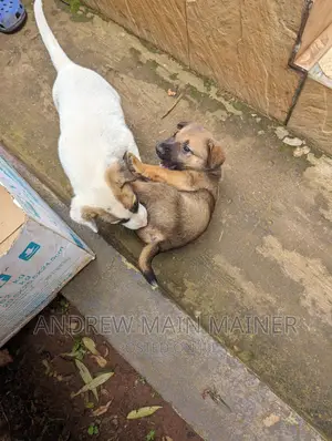 1-3 months Male Mixed Breed German Shepherd