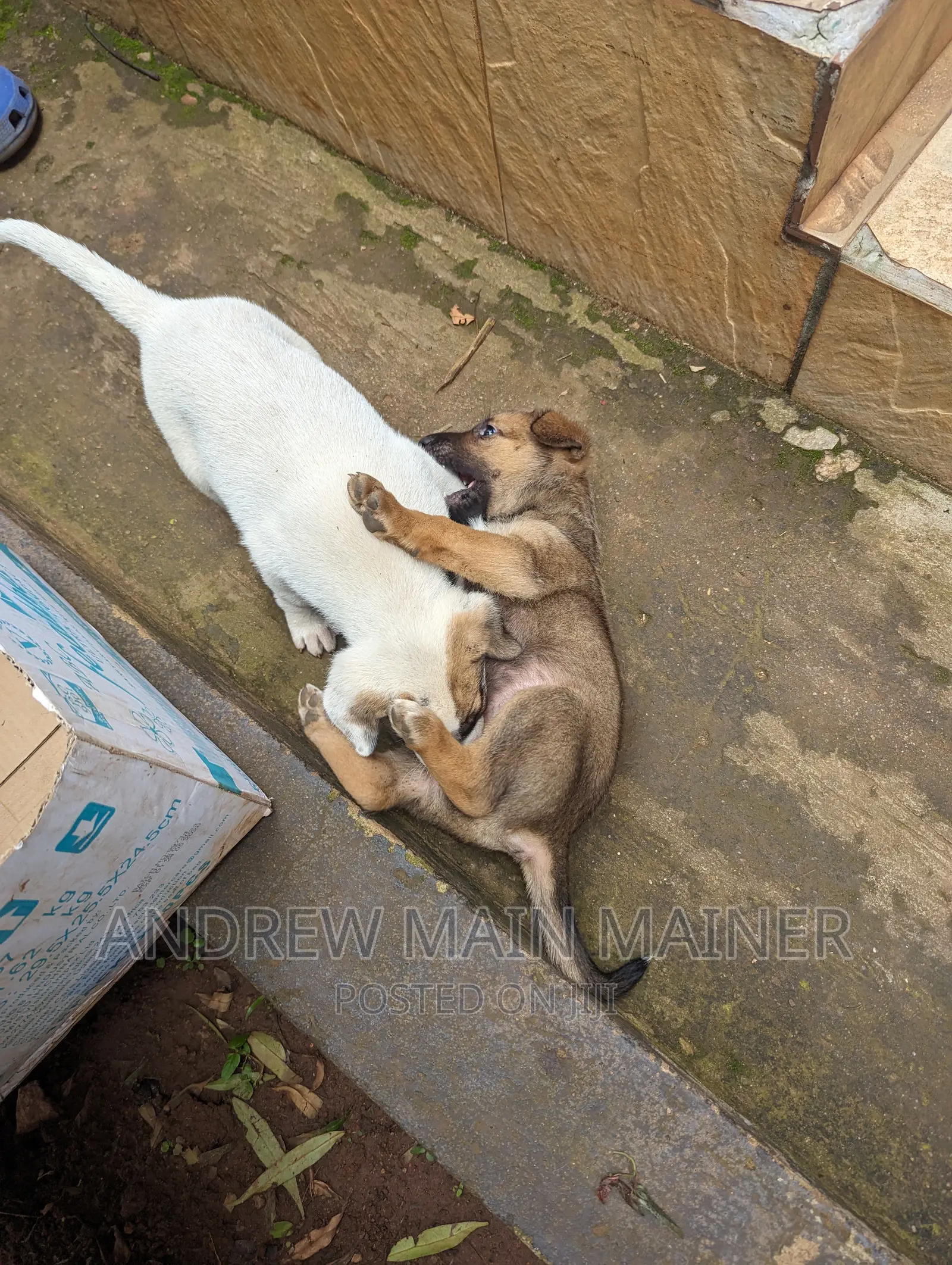 1-3 months Male Mixed Breed German Shepherd